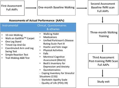 Walking exercise alters pedunculopontine nucleus connectivity in Parkinson’s disease in a dose-dependent manner